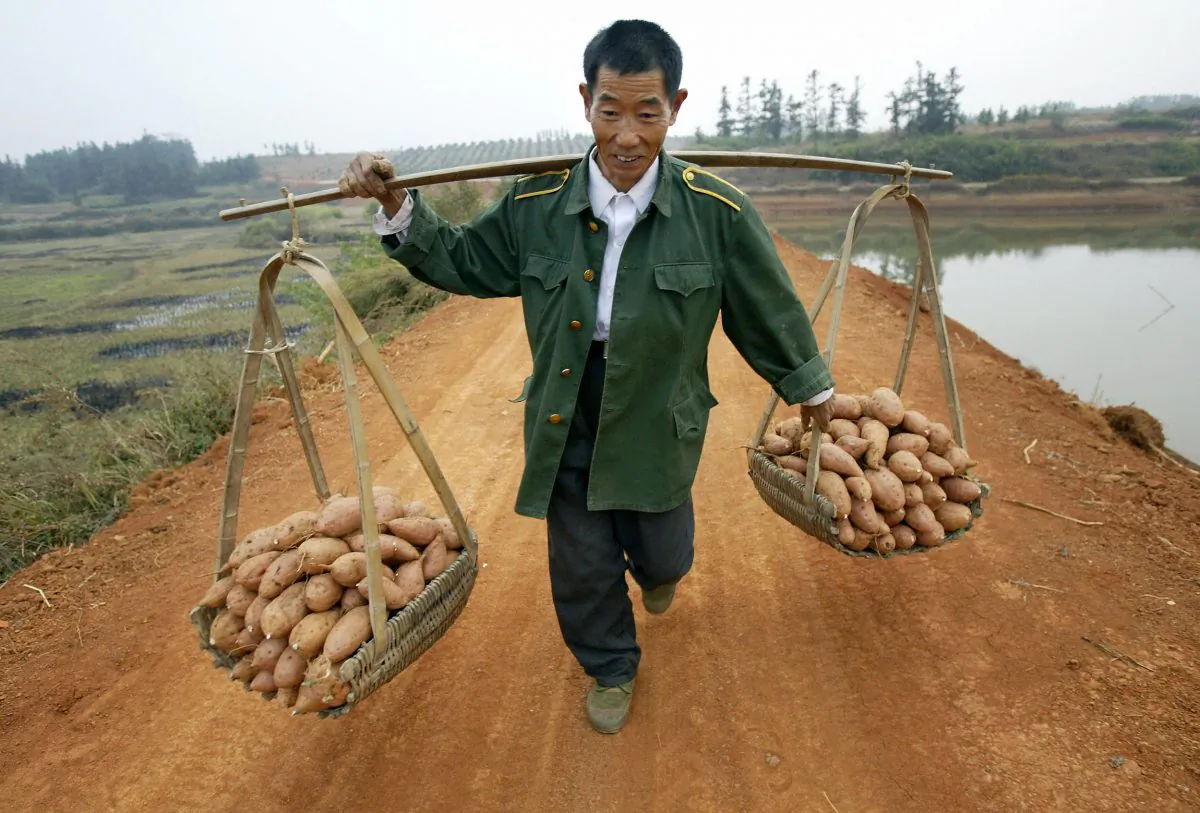 A farmer carries baskets of yams balanced on a pole across his back, on 30 October, 2004. (FREDERIC BROWN/AFP/Getty Images)