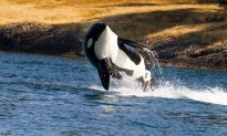 Ship Speed Bothers Killer Whales More Than Size