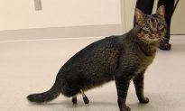 VIDEO: Cat Walks for Very First Time After Getting Titanium Prosthetic Legs