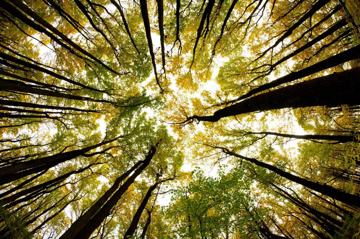 A view through a canopy of trees in full fall color Oct. 24, 2015, along Skyline drive in Shenandoah National Park in Virginia. (Karen Bleier/AFP/Getty Images)