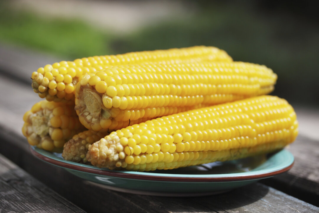 Boiled corn on a plate in the garden