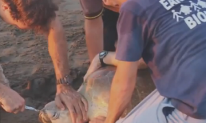 Plastic Fork Pulled Out of Turtle's Nostril (Video)