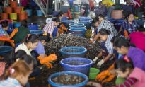 Global Grocer Supply Chains Tied to Slave-Peeled Shrimp