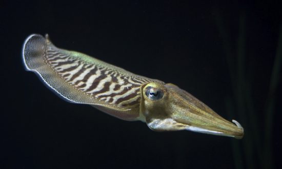 Watch This Cuttlefish Hide Its Electric Field From Sharks