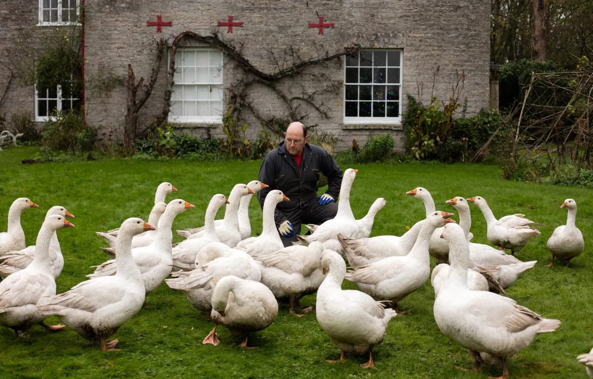 Farmer Harvey Maunder with his flock of free-range geese, which he has reared for the Christmas table in front of his farmhouse near Somerton, England, on Dec.15, 2015. (Matt Cardy/Getty Images)