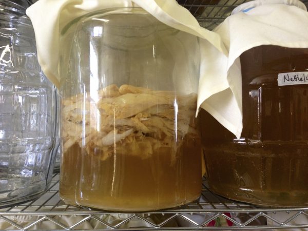 Kombucha brewing (katyenka/iStock)