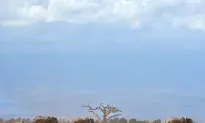 Can Elephants Retain Their Social Bonds in the Face of Poaching