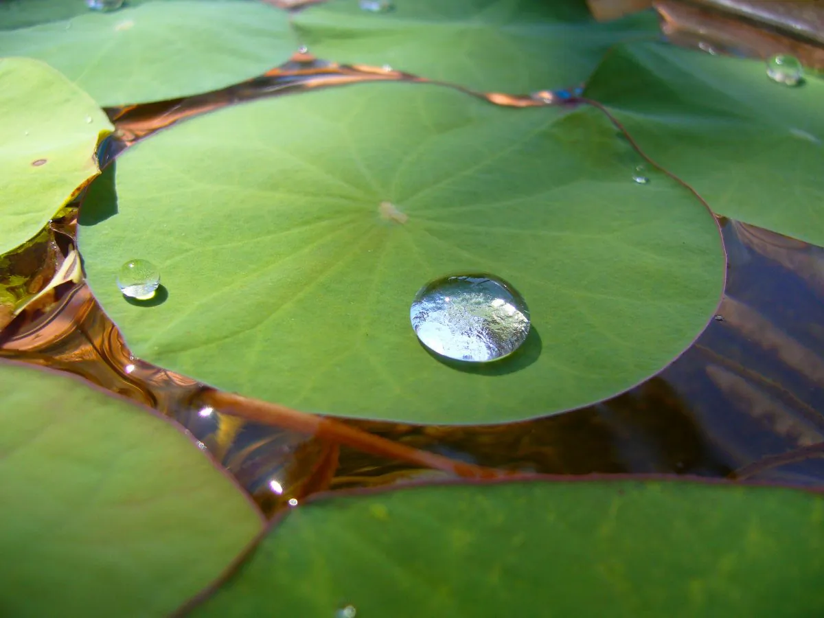 Lotus leaves are behind the development of a new water repellent plastic. (Josep Ma/Flickr)