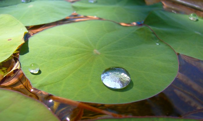 Lotus leaf inspires scientists to create world's first self-cleaning metals