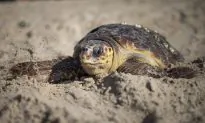 Sea Turtle Found Dead in Florida With Spear in Its Head