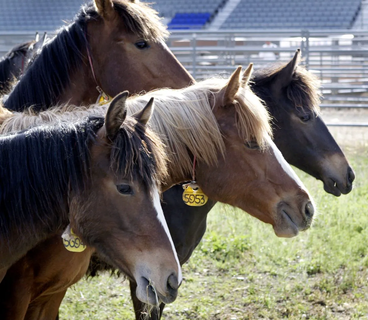A stock photo of horses. (Jeff T. Green/Getty Images)