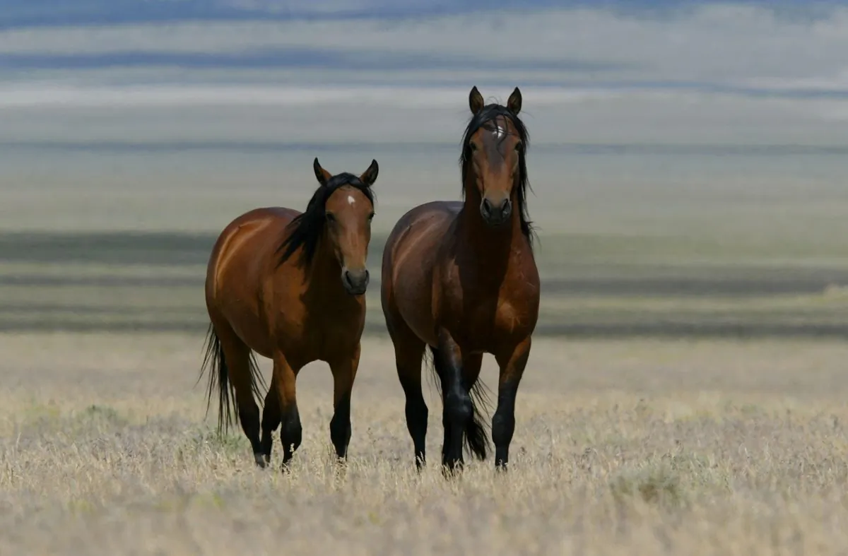 Two wild horses walk through a field in Eureka, Nev., on July 7, 2005. (Justin Sullivan/Getty Images)