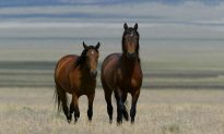 Animal Advocates ‘Appalled’ at Wyoming Lawmakers’ Proposal for Legal Slaughter of Wild Horses, Burros