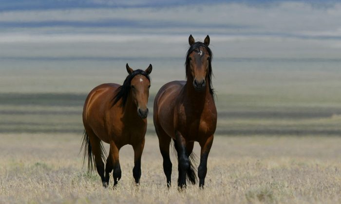 Two wild horses walk through a field in Eureka, Nev., on July 7, 2005. (Justin Sullivan/Getty Images)