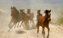 What Will Become of the Wild Horses?