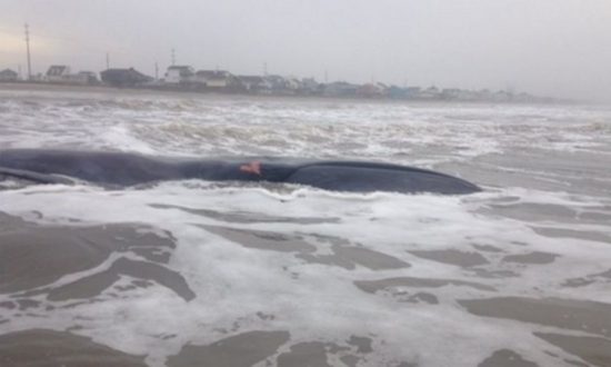 Texas Rescuers Working to Save Beached Whale