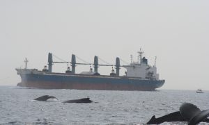 How Noise Pollution Is Changing Animal Behaviour