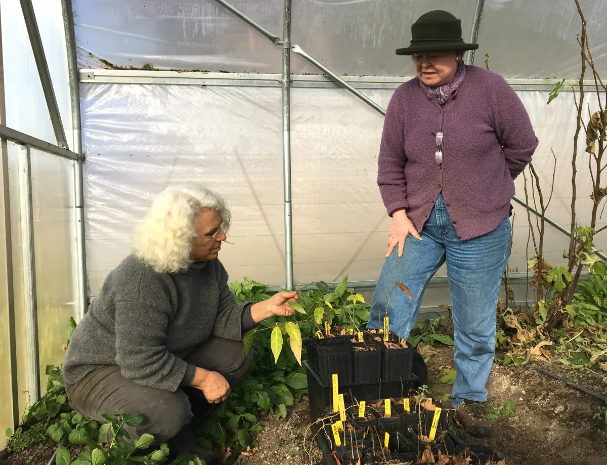 Rebekah Rice (L) and Jean Giblette examine seedlings of trees used in Chinese herbal medicine, after Giblette brought them to Rices greenhouse for the winter in Delmar, N.Y., on Dec. 7, 2015. (AP Photo/Mary Esch)