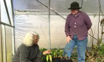 Chinese Medicinal Herbs Provide Niche Market for US Farmers