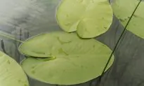 This Nontoxic Material Is a Spray-On Water Repellent