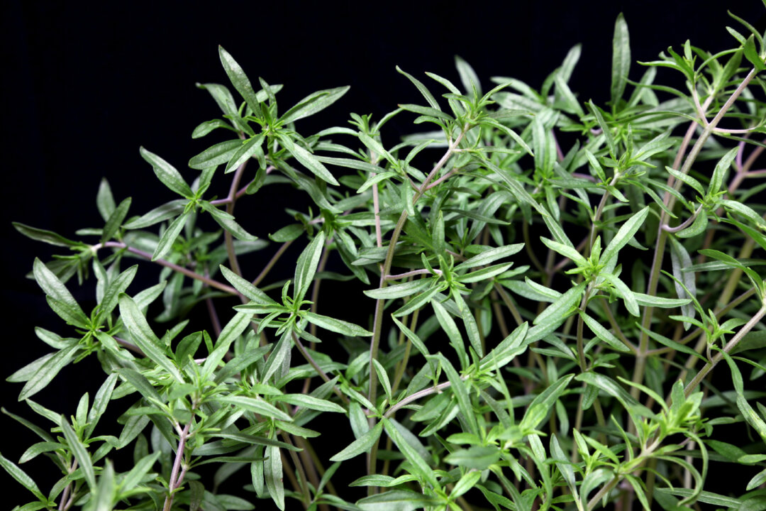 Savory is an easy herb to grow and goes with almost anything. (Dirk Richter/iStock)