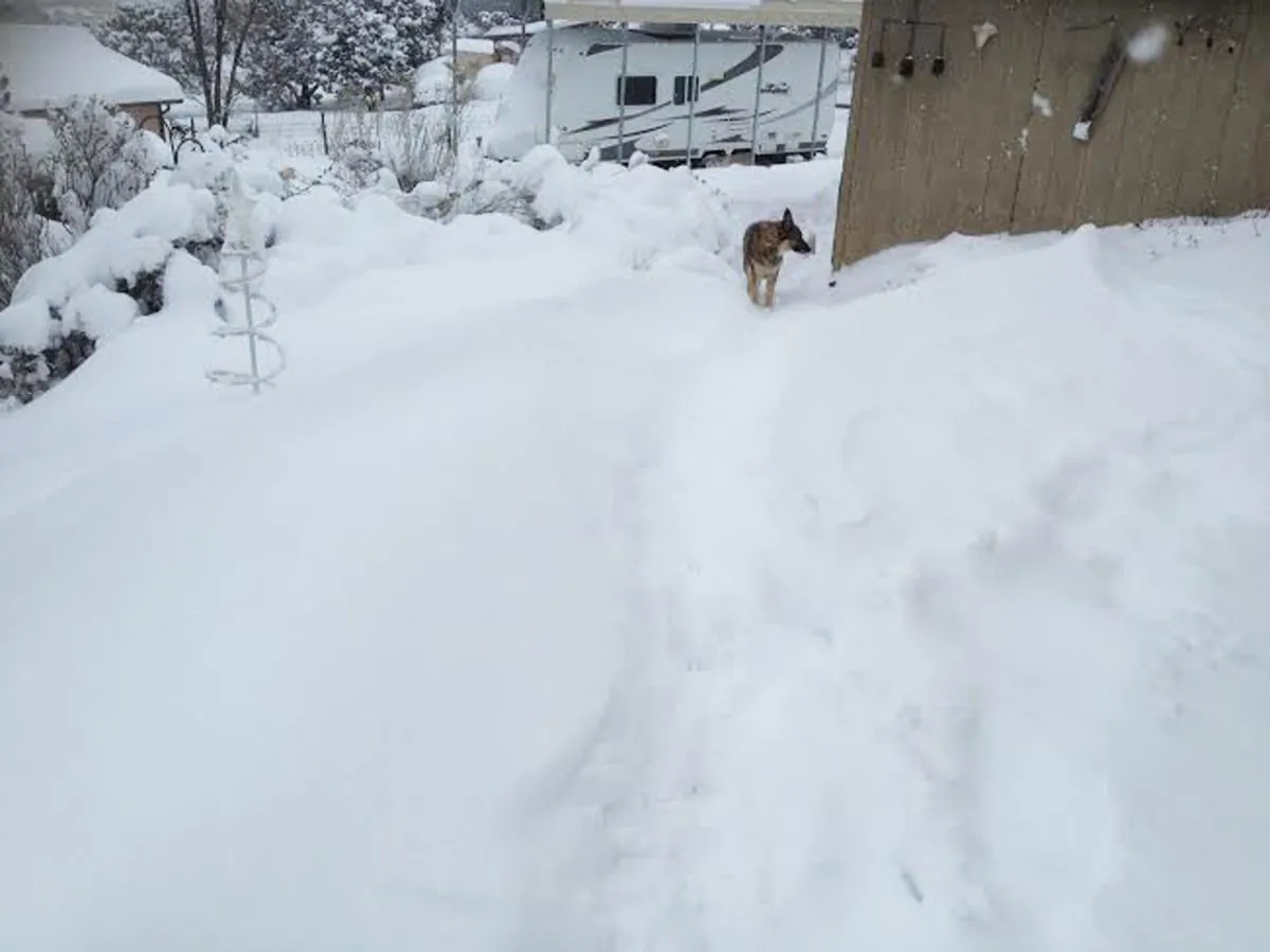 In this photo provided by Kim Serrano, a pet German Shepherd walks in a neighborhood blanketed in snow in Edgewood, N.M., Sunday, Dec. 27, 2015. New Mexico's governor declared a State of Emergency on Sunday as residents dealt with the fallout of a crippling snowstorm. (Kim Serrano via AP)