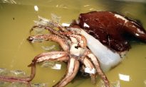 Video Shows Rare Giant Squid Swimming in Japanese Waters