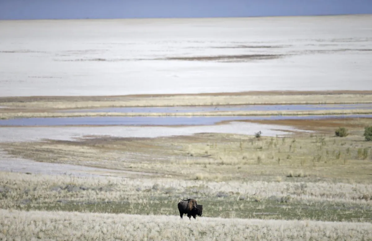 A bison grazes on federal public land on Antelope Island in the Great Salt Lake in Utah, about 50 miles north of Salt Lake City, in a file photo. (Rick Bowmer/AP Photo)