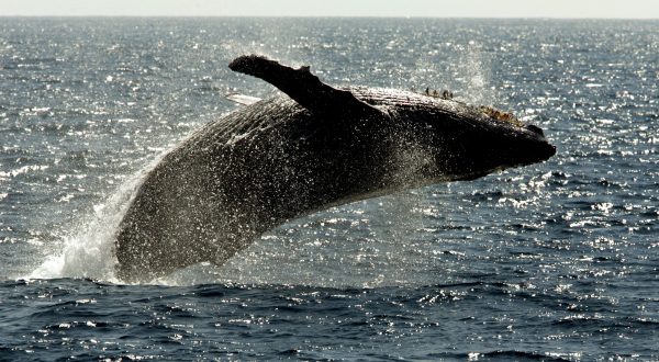 A humpback whale leaps out of the water in the channel off the town of Lahaina on the island of Maui in Hawaii on Jan. 23, 2005. The federal government is proposing removing most of the world's humpback whale population from the endangered species list. National Oceanic and Atmospheric Administration Fisheries announced on Monday, April 20, 2015, that they want to reclassify humpbacks into 14 distinct populations, and remove 10 of those from the list. (AP Photo/Reed Saxon)