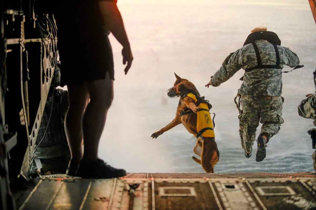 A U.S. Army soldier with the 10th Special Forces Group and his military working dog jump off the ramp of a CH-47 Chinook helicopter from the 160th Special Operations Aviation Regiment during water training over the Gulf of Mexico as part of exercise Emerald Warrior 2011 on March 1, 2011. (Tech. Sgt. Manuel J. Martinez / U.S. Air Force)