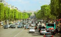 Can Trees Really Cool Our Cities Down?