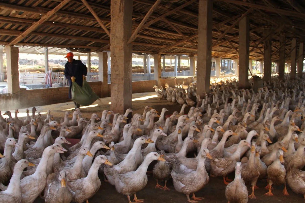 A farmer feed ducks at a farm in Suichuan, east China's Jiangxi province on December 30, 2014. (STR/AFP/Getty Images)