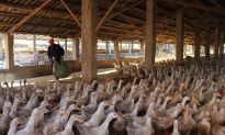 Woman Dies From Bird Flu in Southern China, a Second Woman Is in Critical Condition