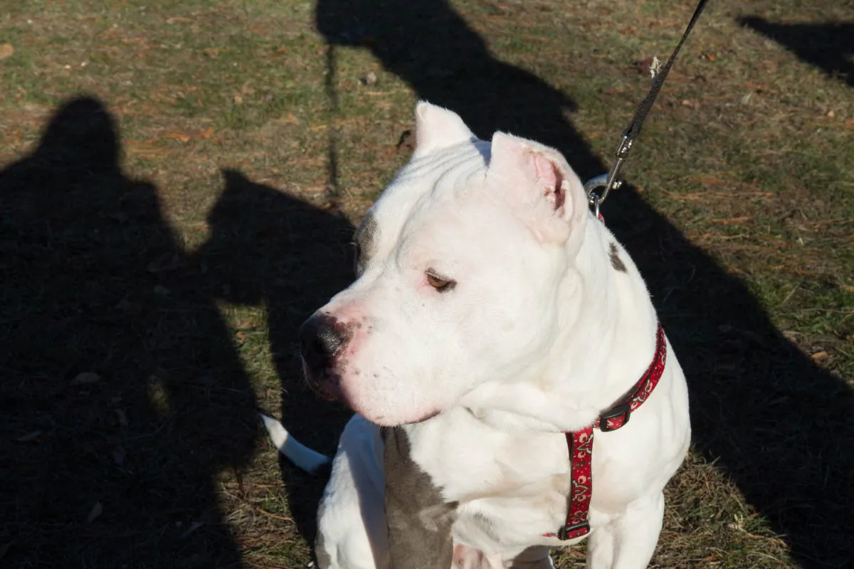 A stock photo of a pit bull. (Holly Kellum/Epoch Times)