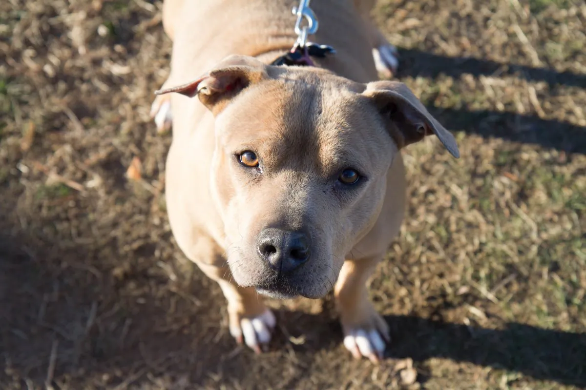 Chula, a roughly 8-year-old American pit bull terrier mix at the Humane Society of Port Jervis and Deerpark on Jan. 5, 2016. (Holly Kellum/Epoch Times)
