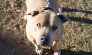 Pit Bull Owner Charged After Dog Attacks 5 Year Old