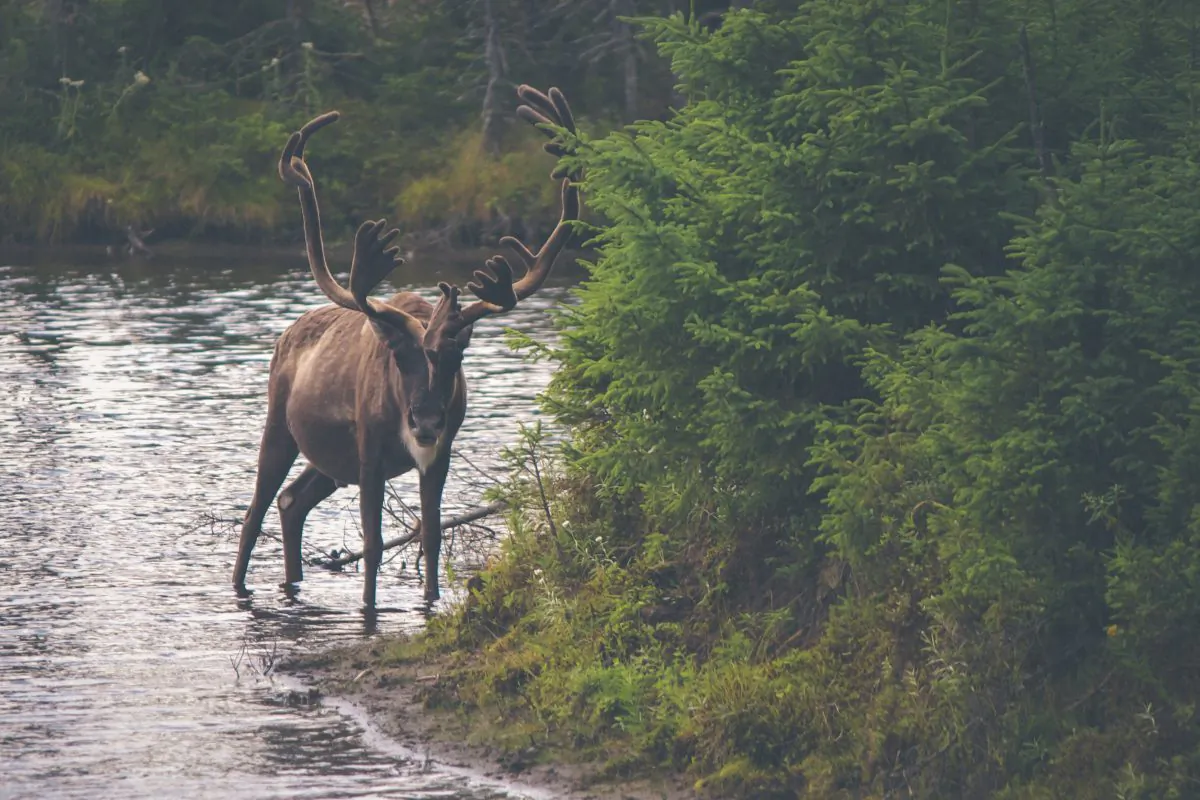 "If our goal is to use forests as a way to manage carbon stocks, we should know what is leaking into streams, rivers, and lakes," says David Butman. (Thomas LeFebvre/CC0 1.0)
