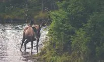 Freshwater Carries Carbon out of the Forest