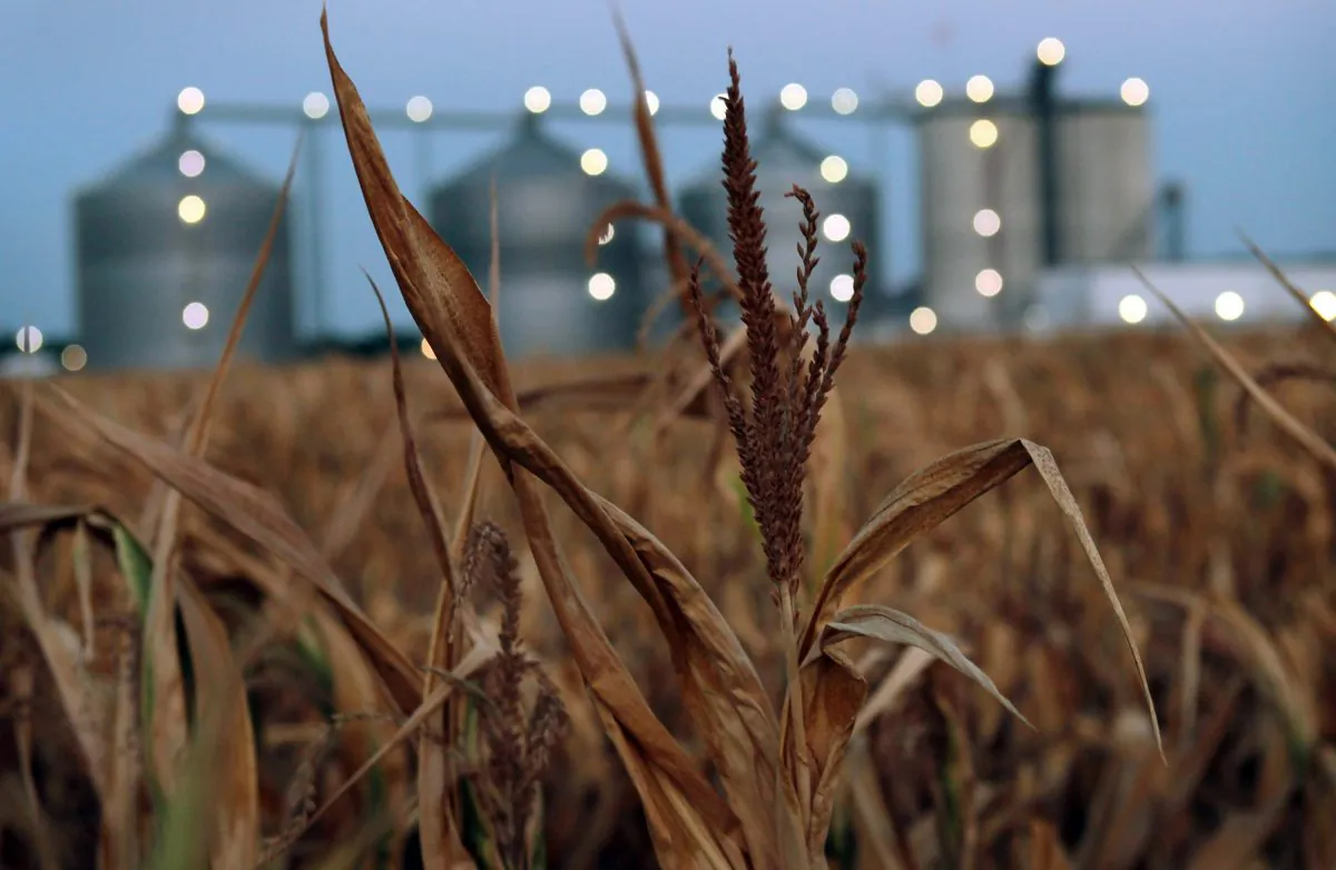 A field of dead corn sits next to the Lincolnland Agri-Energy ethanol plant in Palestine, Ill., on July 25, 2012. (Scott Olson/Getty Images)