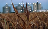 Take the Renewable Fuel Standard Down to Zero