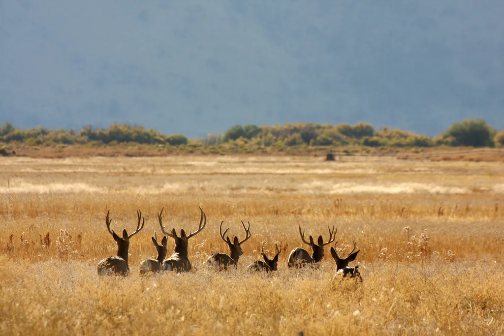 The Malheur National Wildlife Refuge is part of a complicated history of land in the western U.S. (U.S. Fish and Wildlife Service, CC BY-SA)