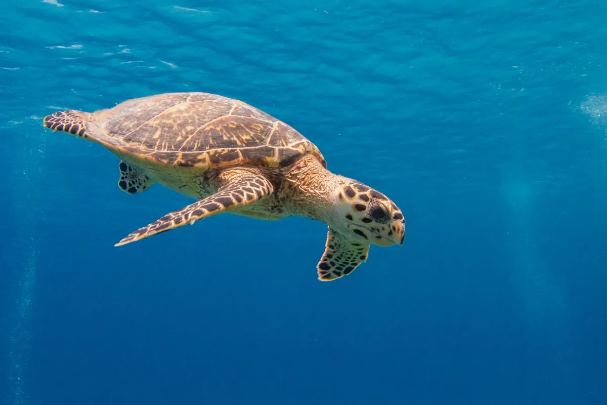 Hawksbill sea turtle. (SF Brit/CC BY-ND 2.0)