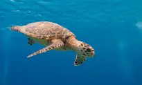 Atomic Bomb Fallout in Turtle Shells Reveals Their Age