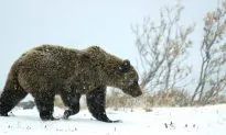 The Arctic Emits More Methane Than We Thought