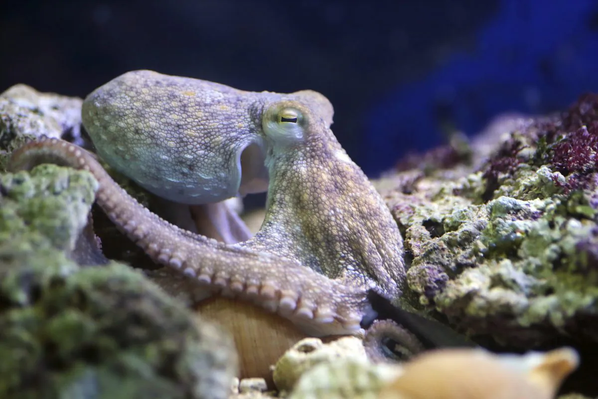 A common octopus resting on a reef. (Mattia ATH/iStock)