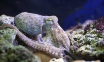 Study: Octopus and Squid Populations Are Booming, Called ‘Weeds of the Sea’