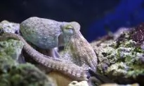 Study: Octopus and Squid Populations Are Booming, Called ‘Weeds of the Sea’