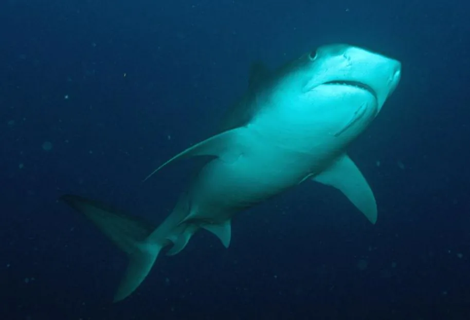 A tiger shark (NOAA.gov)