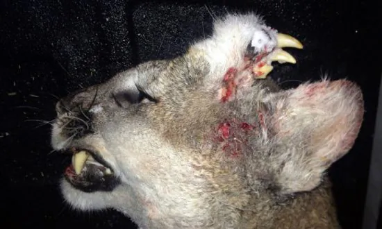 Strange Cougar With Teeth Growing Out of Its Head Found in Idaho