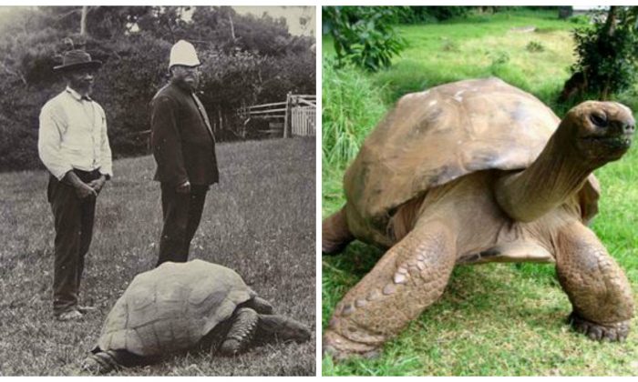 Giant Tortoise Jonathan, World's Oldest Living Animal, Put on New Diet at  Age 183